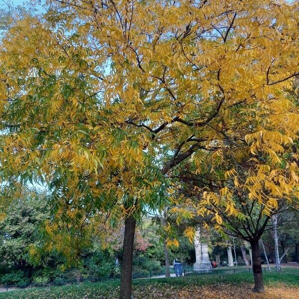 Carya illinoinensis Агульны выгляд