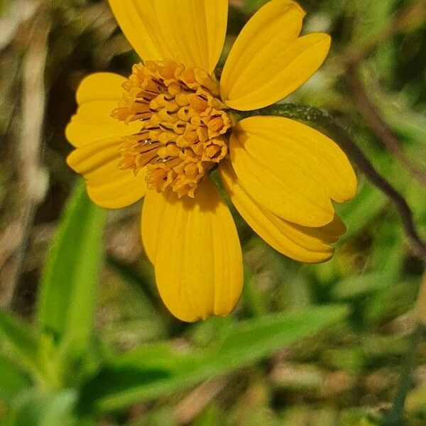 Aspilia mossambicensis Blomst