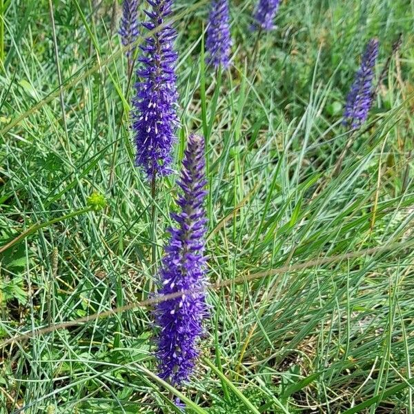 Veronica spicata Habit