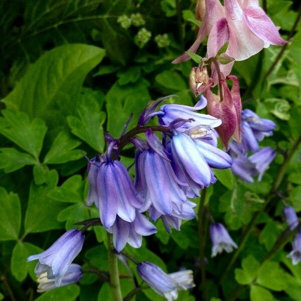 Hyacinthoides non-scripta Õis