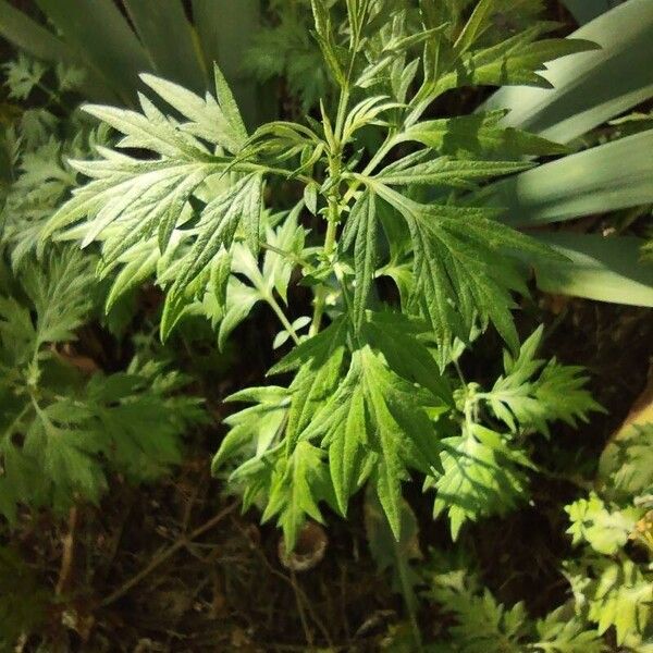 Artemisia vulgaris 葉