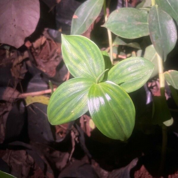 Costus woodsonii Leaf