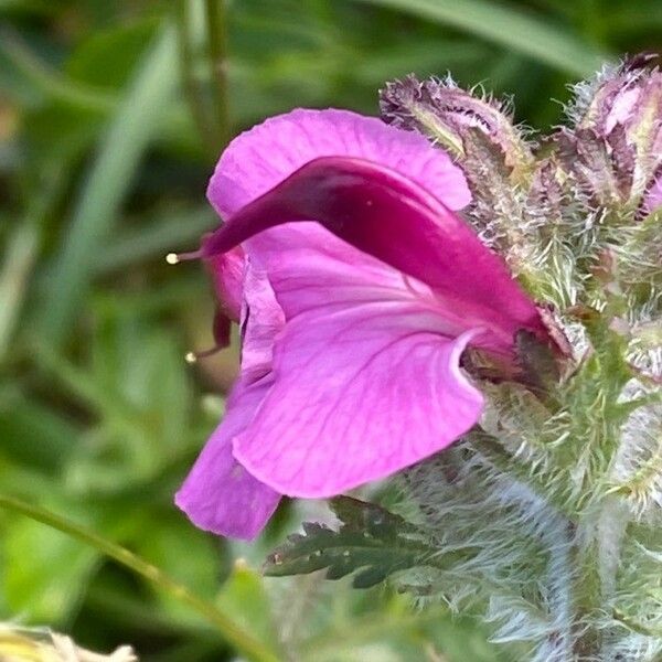 Pedicularis gyroflexa Kukka