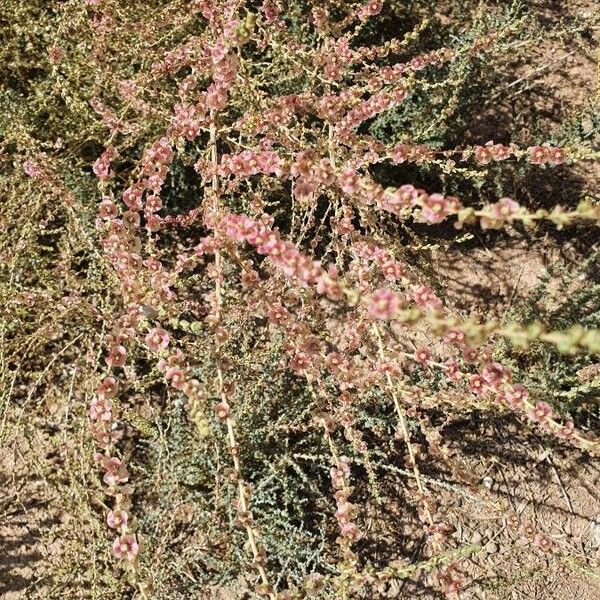 Caroxylon vermiculatum Flors