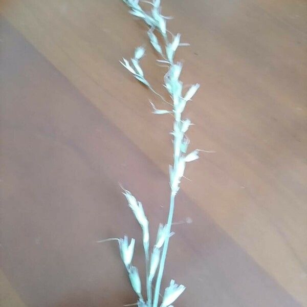 Eragrostis racemosa Cvet