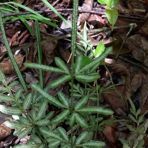 Pteris ensiformis ᱥᱟᱠᱟᱢ