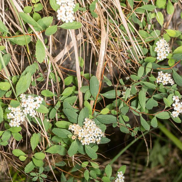Spiraea decumbens
