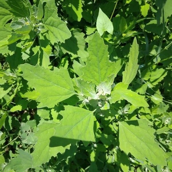 Chenopodium ficifolium Lehti