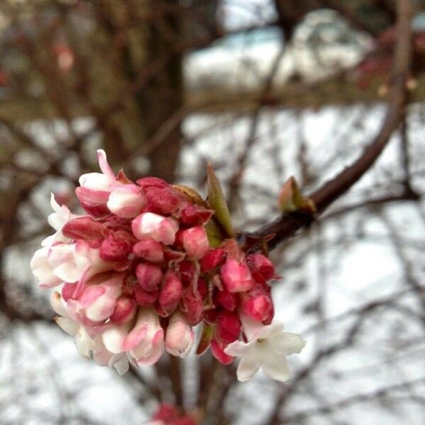 Viburnum farreri Flor