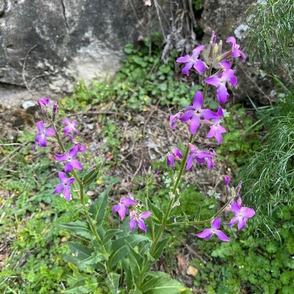 Hesperis laciniata Flower