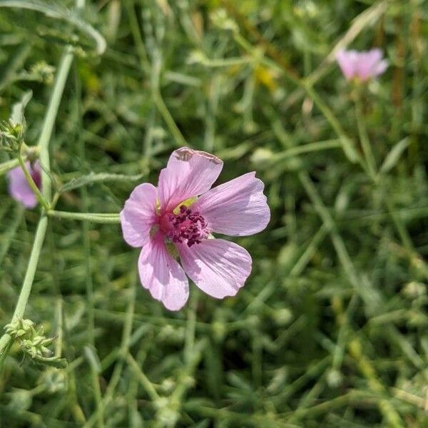 Althaea cannabina Çiçek