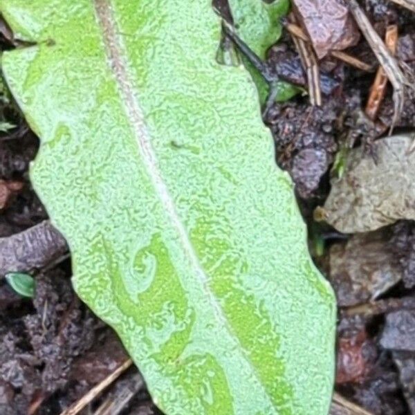 Taraxacum palustre Leaf