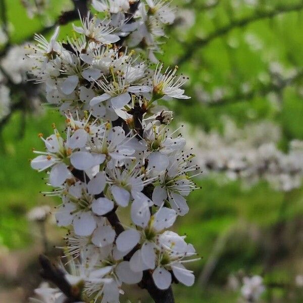 Prunus spinosa फूल