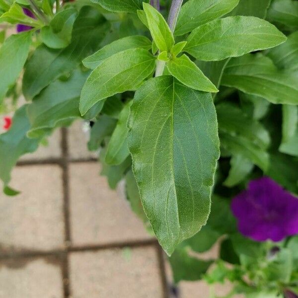 Salvia farinacea Leaf
