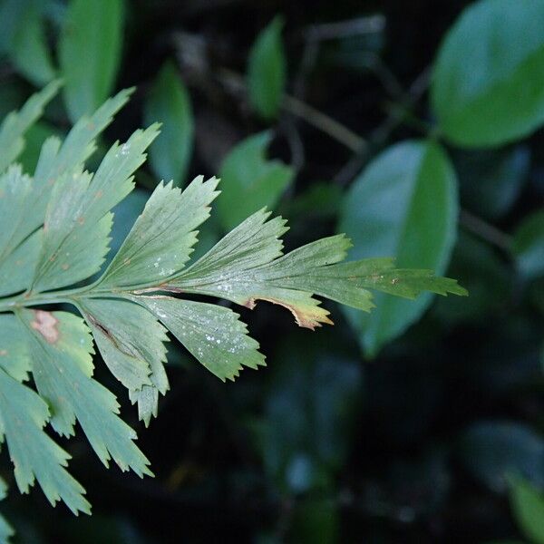 Asplenium buettneri Blad