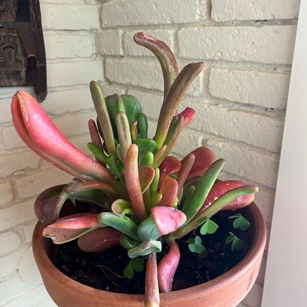 Kalanchoe luciae Leaf