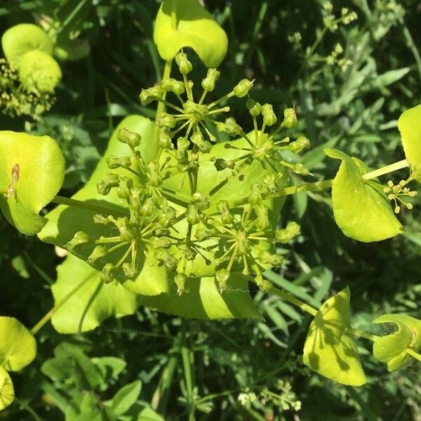 Smyrnium perfoliatum Flor