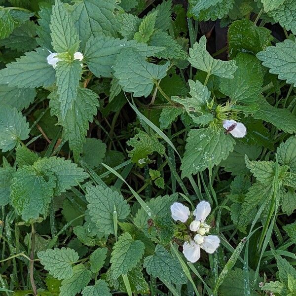 Lamium album Folio