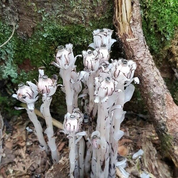 Monotropa uniflora Habit