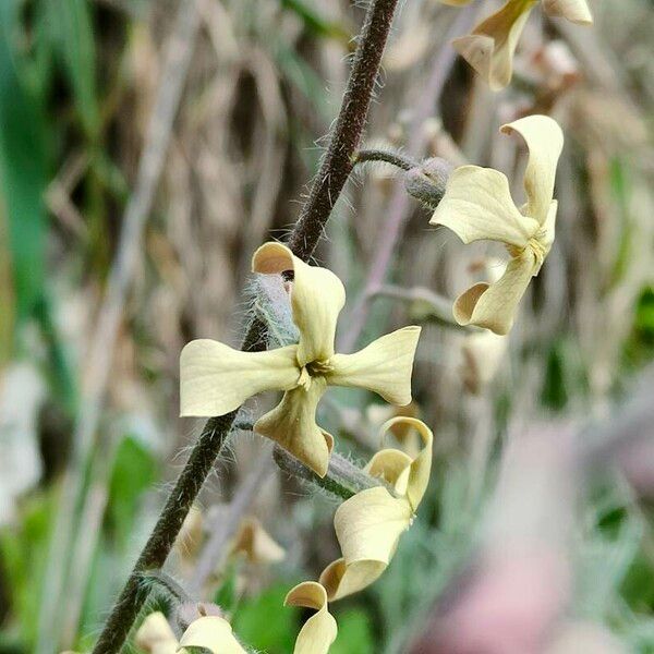 Hesperis laciniata 花