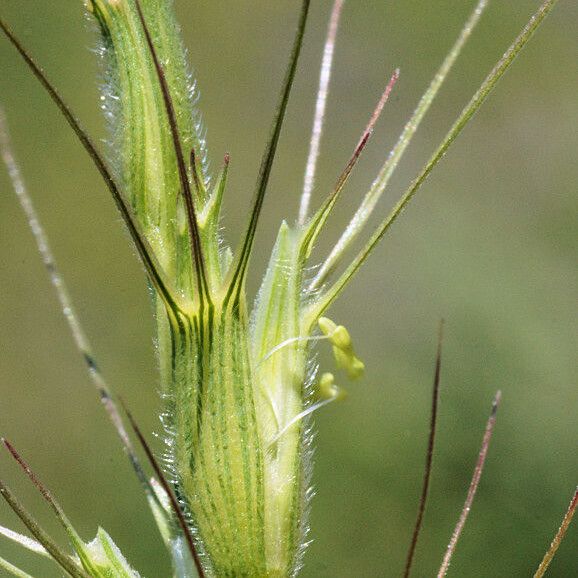 Aegilops triuncialis Flower