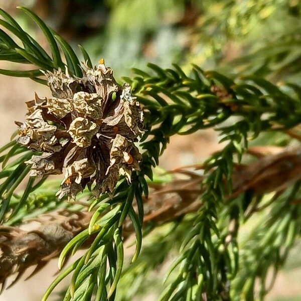 Cryptomeria japonica Fruit