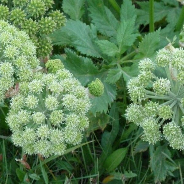 Angelica archangelica Flower