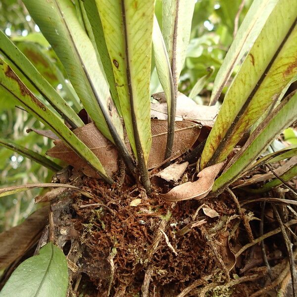 Asplenium africanum 葉