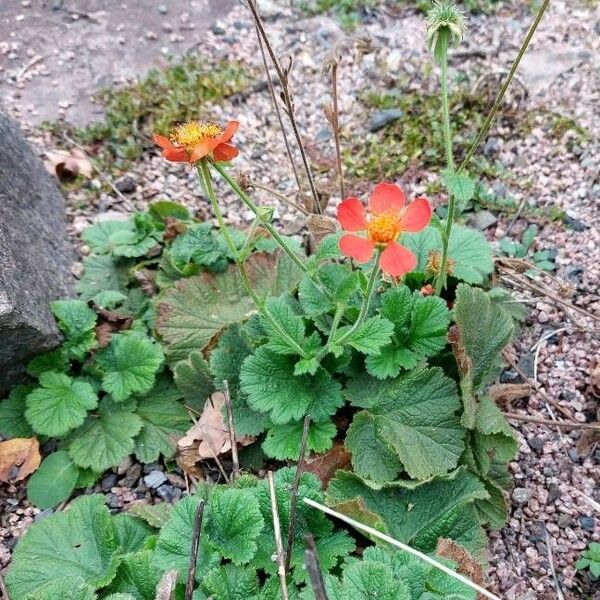 Geum coccineum عادت داشتن