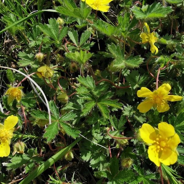 Potentilla heptaphylla Blad