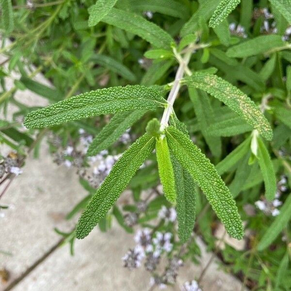 Salvia mellifera ഇല