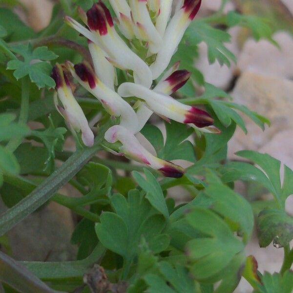 Fumaria flabellata Flower