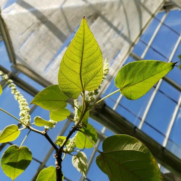 Croton lechleri Blad