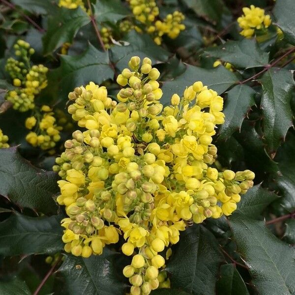 Berberis aquifolium Õis