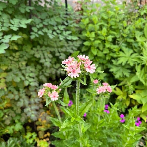 Silene chalcedonica Flower