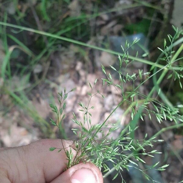 Poa nemoralis Flower