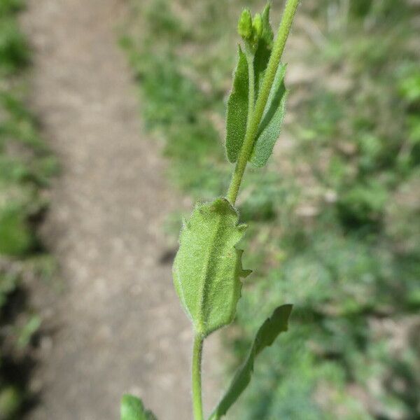 Draba muralis Leaf