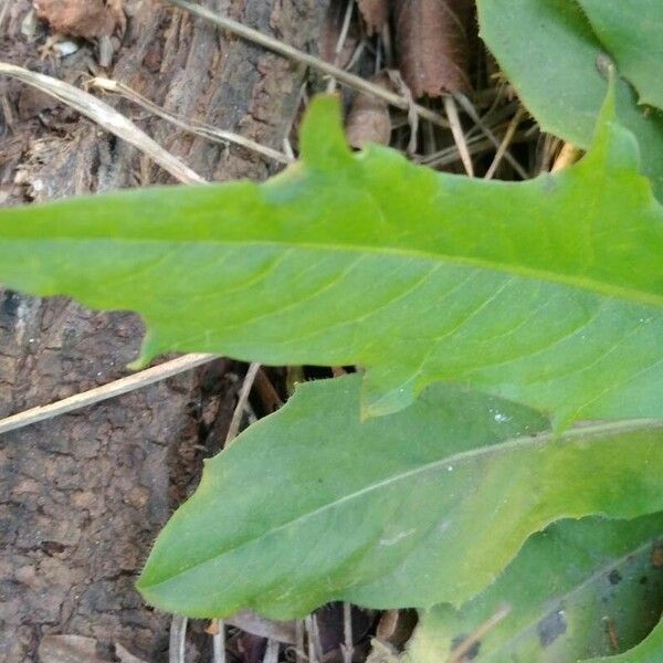 Crepis pulchra Leaf