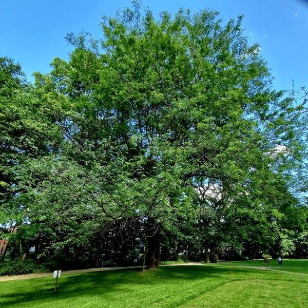 Gleditsia triacanthos Pokrój