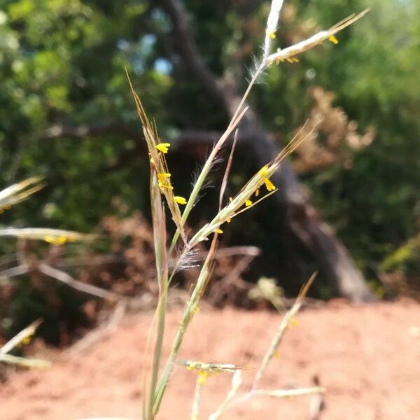 Hyparrhenia hirta 花