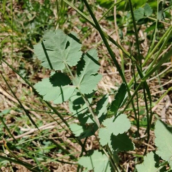 Cervaria rivini Leaf