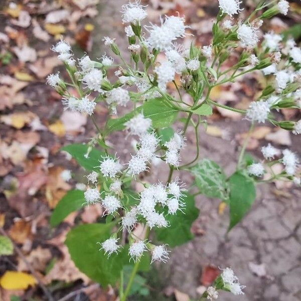 Ageratina altissima 花