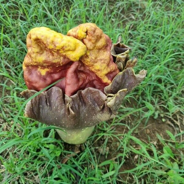 Amorphophallus paeoniifolius Blomst