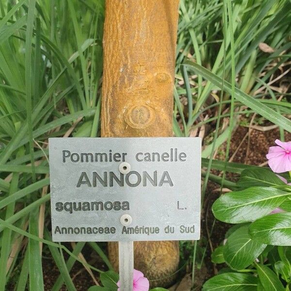 Annona cherimola Corteza