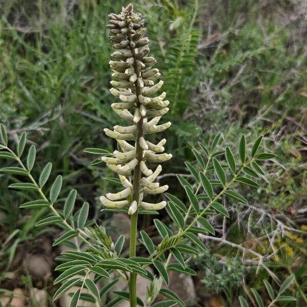 Astragalus canadensis 花