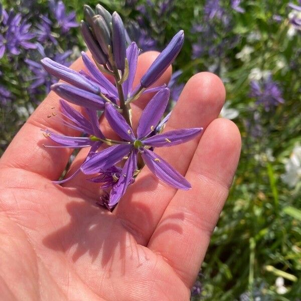 Camassia quamash Flower