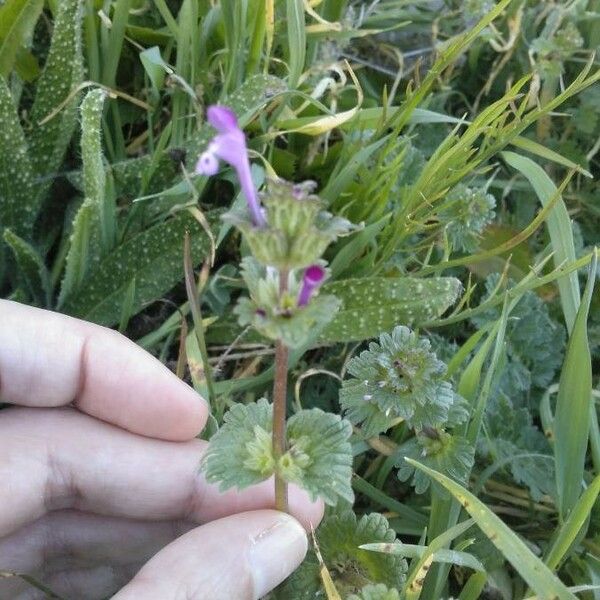 Lamium amplexicaule ᱥᱟᱠᱟᱢ