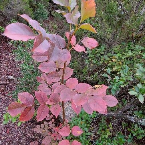 Fraxinus americana 葉