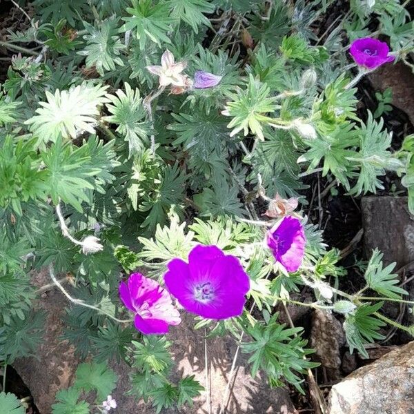 Geranium sanguineum موطن