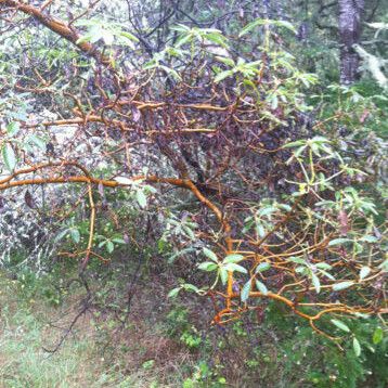 Arbutus menziesii Pokrój